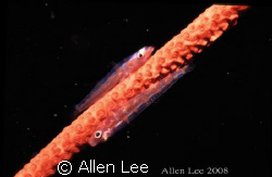 sea whip goby.Nikon F100,60mm,f19,1/90,YS-120*2,RVP50 by Allen Lee 